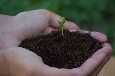 Close-up of hand holding seedling