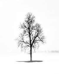 Bare tree on landscape against clear sky