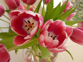 Close-up of insect on pink flowers