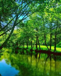 Scenic view of lake amidst trees in forest