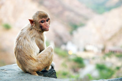 Rear view of monkey sitting on rock at temple