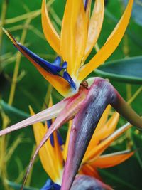 Close-up of yellow flower