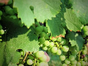 Close-up of grapes growing in vineyard