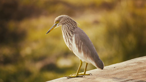 Close-up of a bird