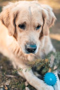 Close-up portrait of dog on field