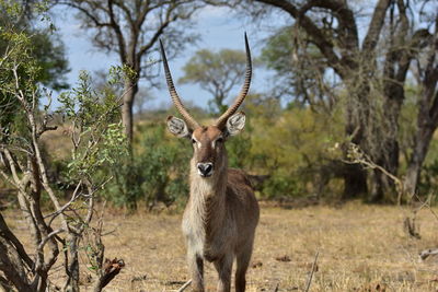 Waterbuck, kruger national park, south africa.