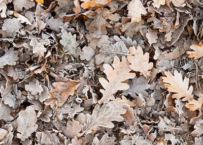 Full frame shot of dry leaves on field during winter