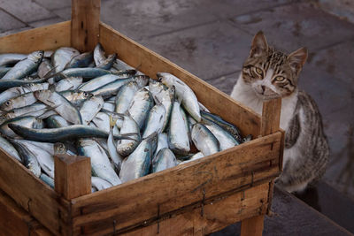 Cat looking at a box of fish