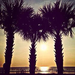 Silhouette of palm trees at sunset