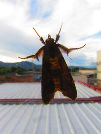 Close-up of insect against sky