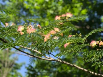 Close-up of fresh green leaves on tree