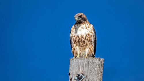 Low angle view of eagle perching on wooden post against sky