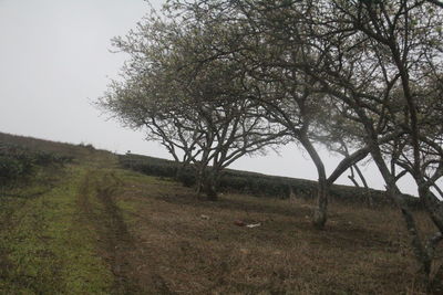 Scenic view of grassy field against sky