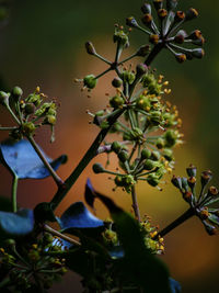 Close-up of flowering plant against tree