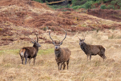 Deer standing on grassy field