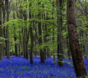 View of trees in forest