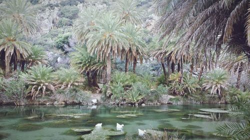 River flowing through rocks
