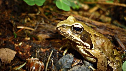 Close-up of frog