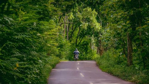 Rear view of man walking on road amidst trees