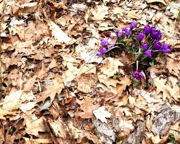 Close-up of purple flowers