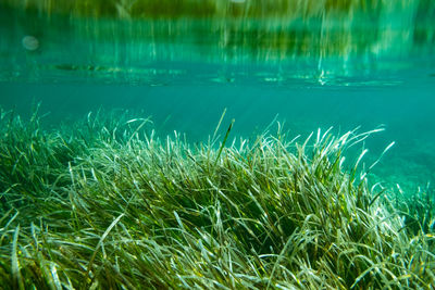 Close-up of grass growing in lake