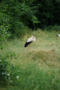 Bird flying over a field