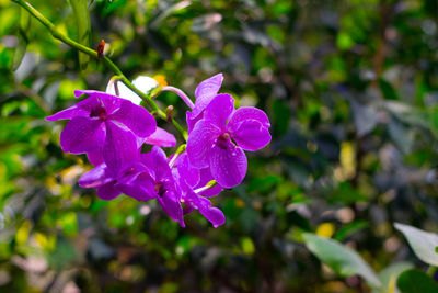 Close-up of purple flowers blooming outdoors