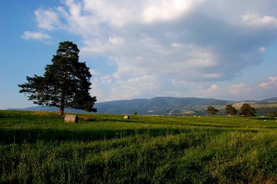Scenic view of field against sky