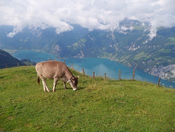 Cow grazing on field against sky