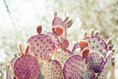 Close-up of prickly pear cactus