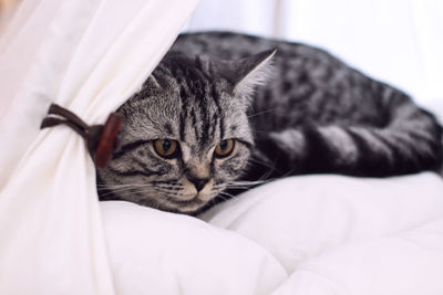 Close-up of cat resting on bed