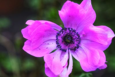 Close-up of pink flower