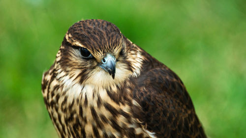 Close-up portrait of owl