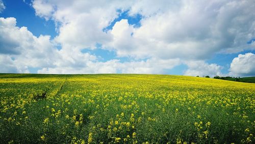 Scenic view of oilseed rape field against sky