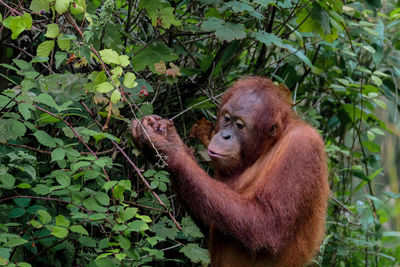 Orangutan at jersey zoo - durrell wildlife conservation trust. monkey in the forest.