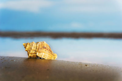 Close-up of sea shell on wet beach