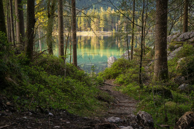 Scenic view of forest