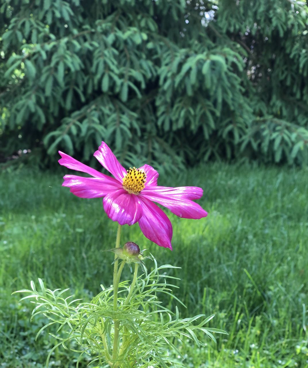 plant, flower, flowering plant, beauty in nature, growth, freshness, fragility, petal, pink, flower head, nature, inflorescence, green, close-up, meadow, day, grass, no people, focus on foreground, pollen, lawn, outdoors, garden cosmos, purple, wildflower, botany, cosmos, garden, field