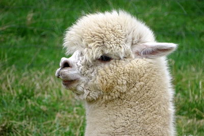 Portrait of an alpaca