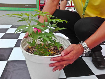 Midsection of woman holding potted plant