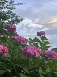 Close-up of pink flowering plant against sky