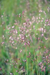 Briza media grass, cute grass