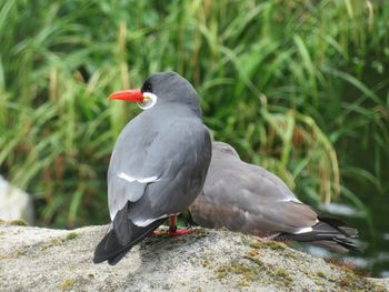 Close-up of bird