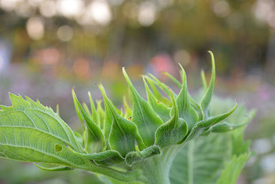 Close-up of fresh green plant