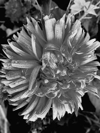 Close-up of wet flower blooming outdoors