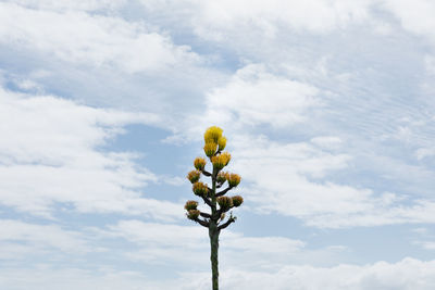 Low angle view of flowering plant against sky