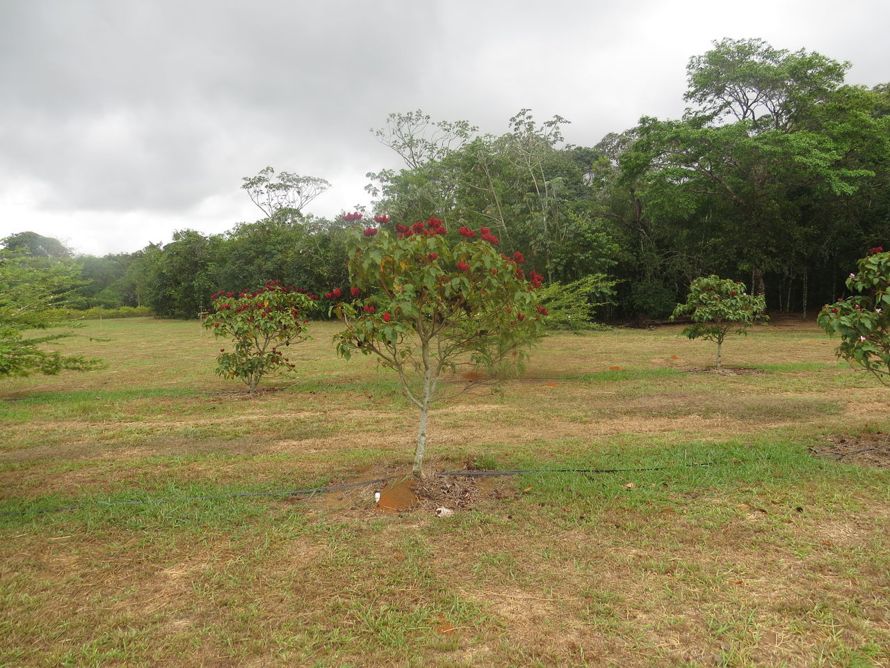 plant, growth, tree, land, sky, nature, field, landscape, environment, tranquility, beauty in nature, no people, green color, day, grass, cloud - sky, tranquil scene, outdoors, fruit, scenics - nature