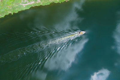 High angle view of turtle swimming in sea