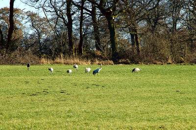 Flock of sheep in a field