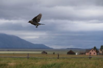 Bird flying over field against sky